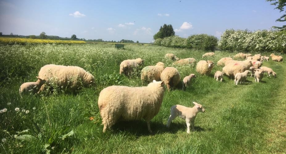 Ewes and lambs on grass. Photo NSA