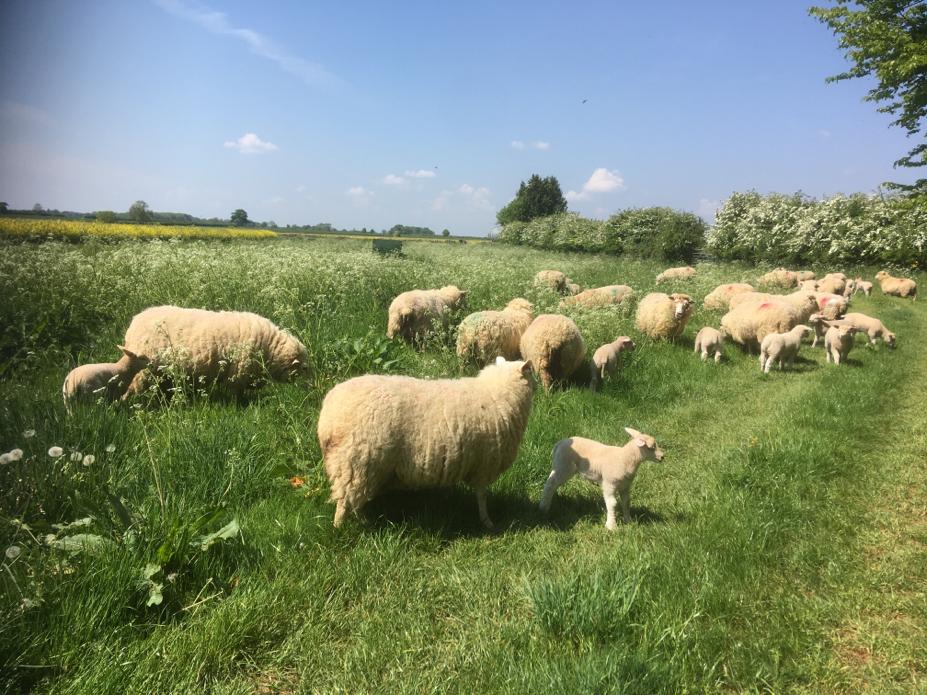 Ewes and lambs on grass. Photo NSA