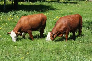 Beef_Denmark_Photo_Lindsay_Whistance Beef_Denmark_Photo_Lindsay_Whistance