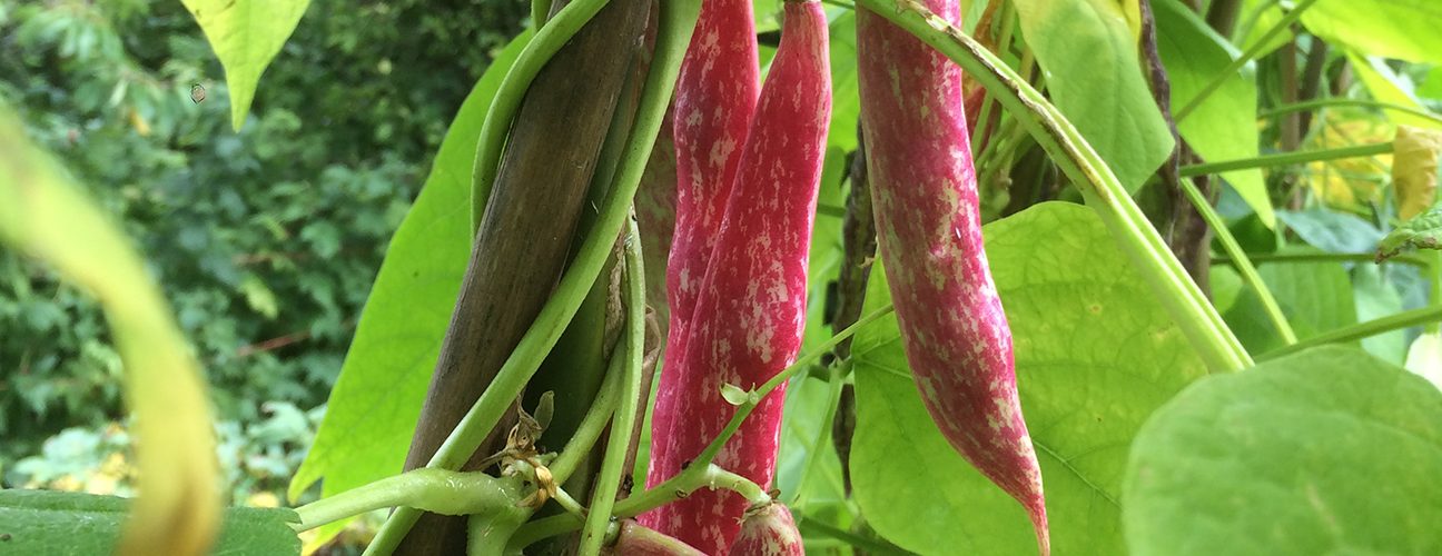 Borlotti_beans