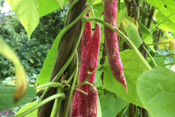 Borlotti_beans