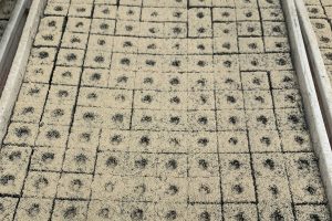 Commercial peat blocks in a tray at a plant raiser in Germany. Photo: Phil Sumption