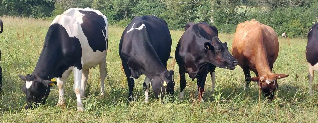 Grazing cows