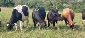 Grazing cows Grazing cows