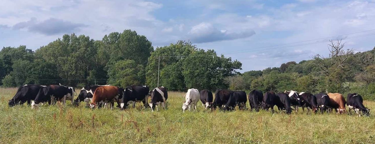 Grazing cows
