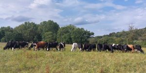 Grazing cows