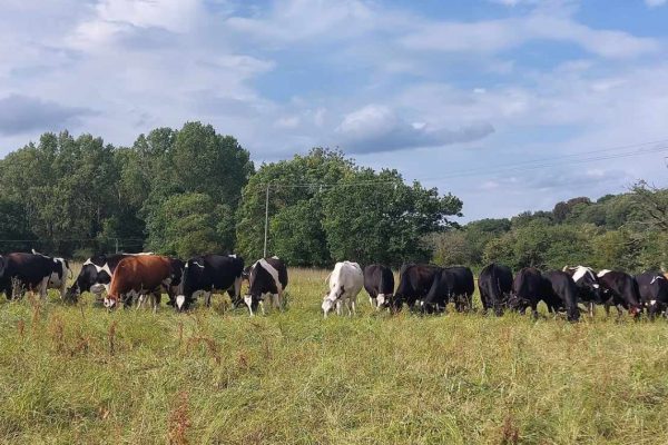 Grazing cows