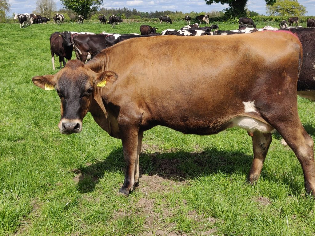 Jersey Friesian cross cows at Camcloon Dairy, Ballyfin, Ireland. Courtesy of Bruce Thompson