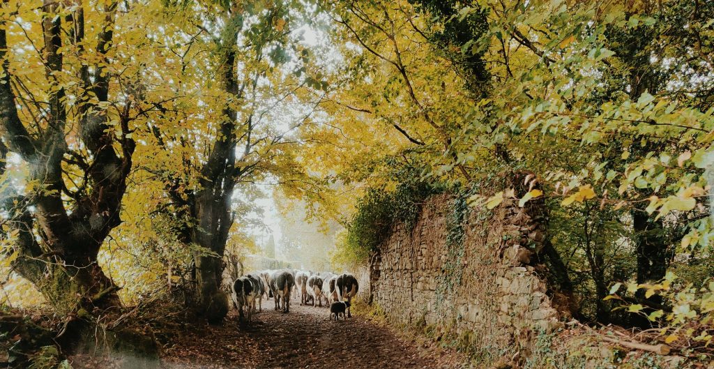 Camcloon Dairy, Ballyfin, Ireland. Courtesy of Bruce Thompson