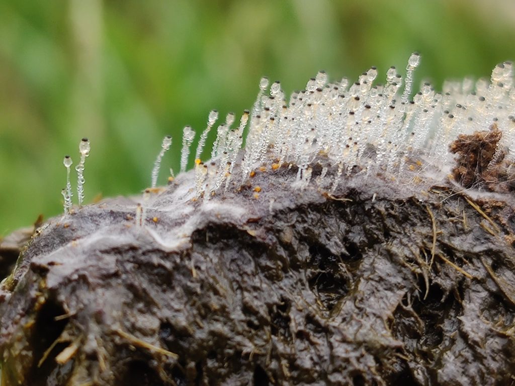 Pilobolus fungus (used by lungworm). Courtesy of Bruce Thompson