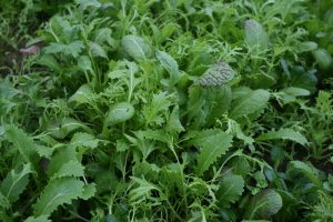 Salad leaves: Photo Phil Sumption