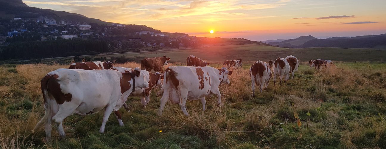 Dairy cows in Massif Central region of France