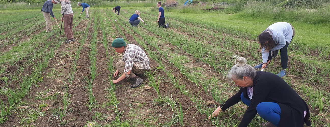 Group of people hand weeding a vegetable crop in the field. Courtesy of Jane Sweetman