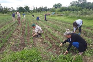 Group of people hand weeding a vegetable crop in the field. Courtesy of Jane Sweetman
