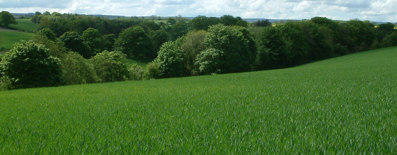 Wheat field with tree shelter. Photo: Janie Caldbeck