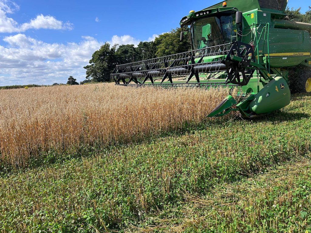 Combine harvester harvesting oats over a clover living mulch