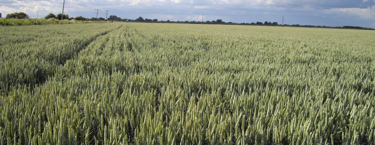 Arable rotations, Pollybell Farml