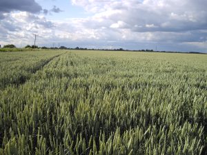 Arable rotations, Pollybell Farml