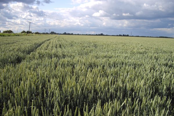 Arable rotations, Pollybell Farml