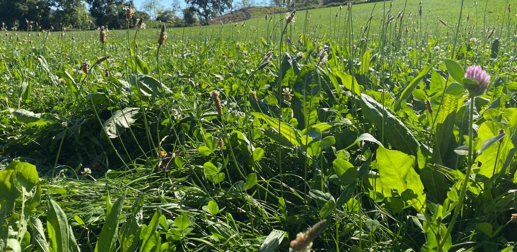 Grassland weed challenge