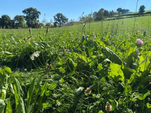 Grassland weed challenge Grassland weed challenge