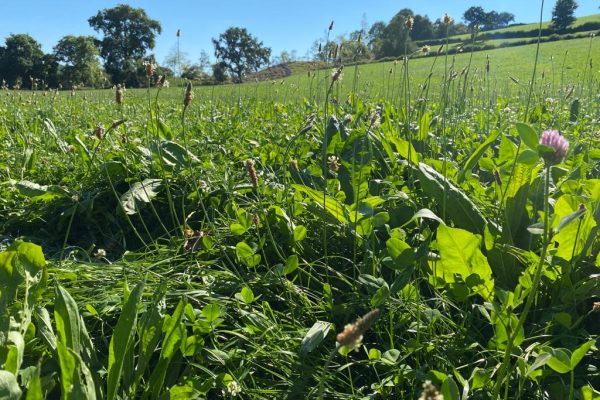 Grassland weed challenge