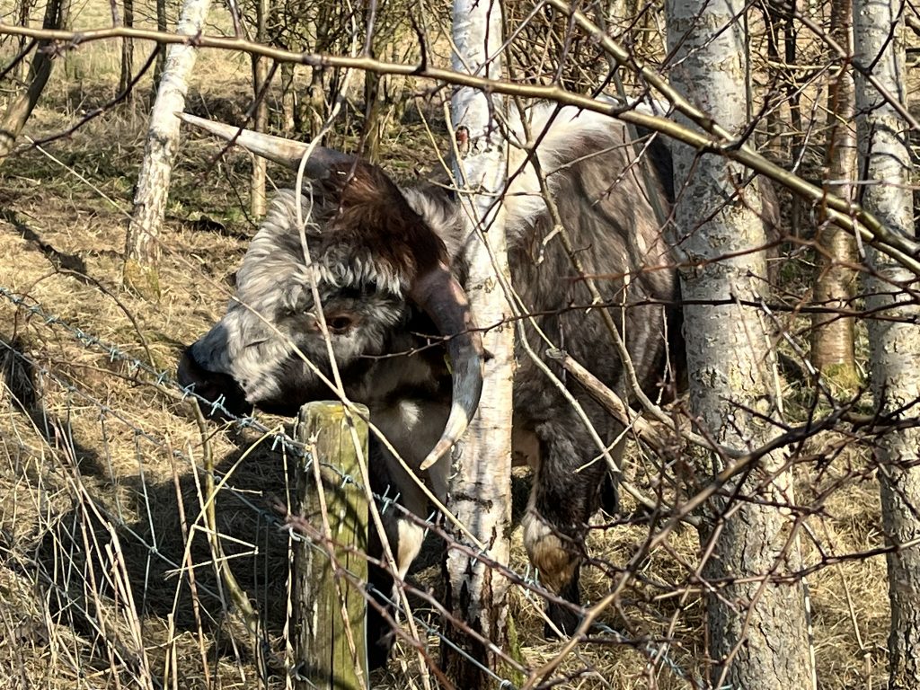Longhorn bull using woodland for rubbing (body care).