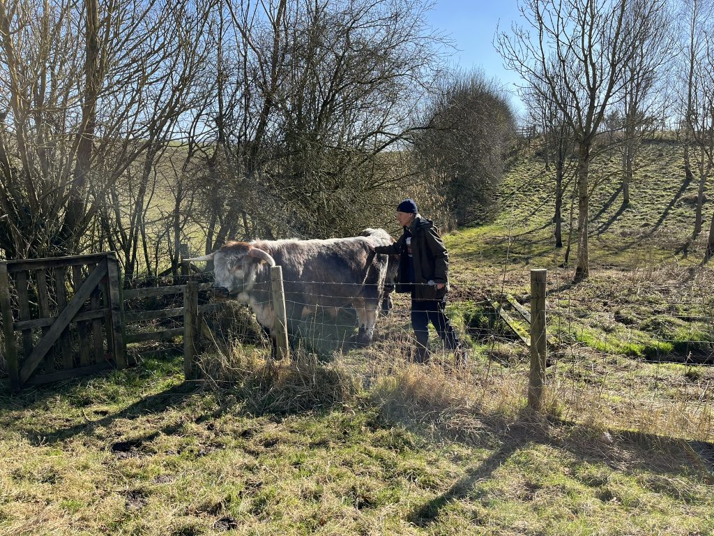 Tim Nicoholson with opne of his belted galloway bulls