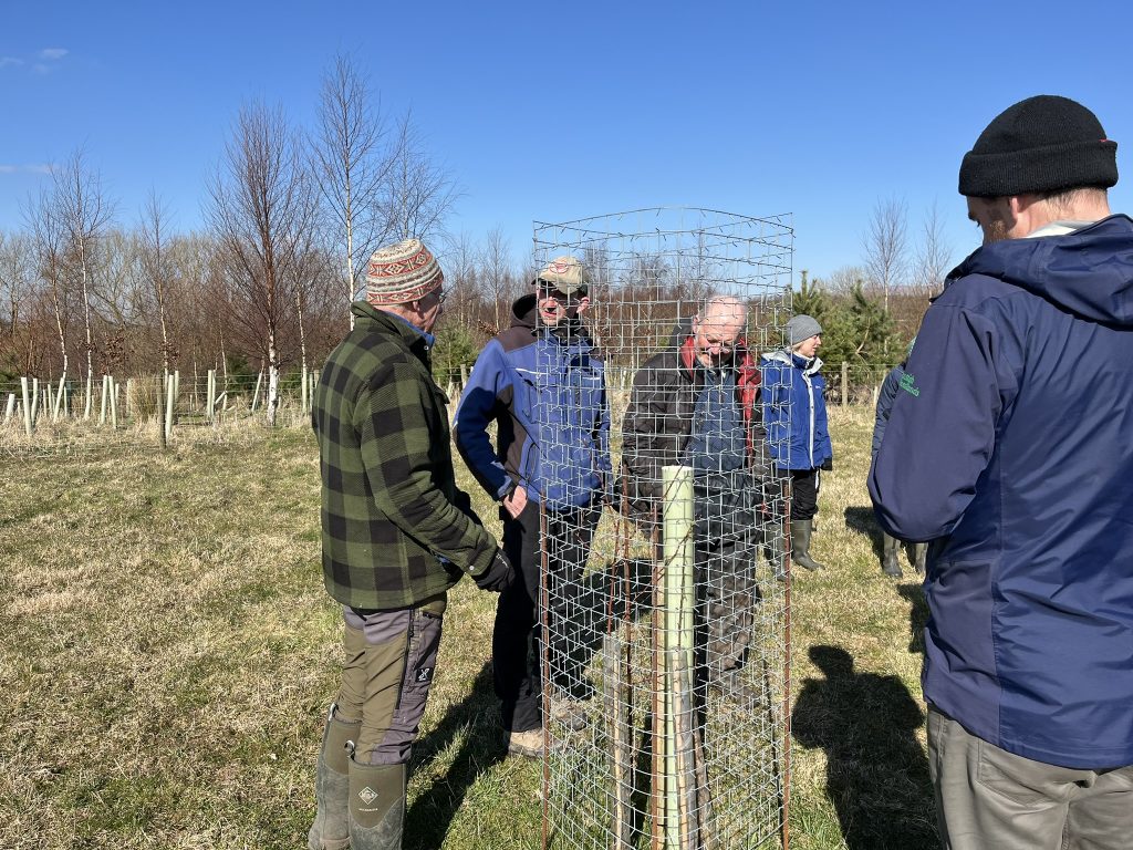 Each tree WAS planted with a couple of companion shrubs (e.g. hawthorns) within a double cactus tree guard
