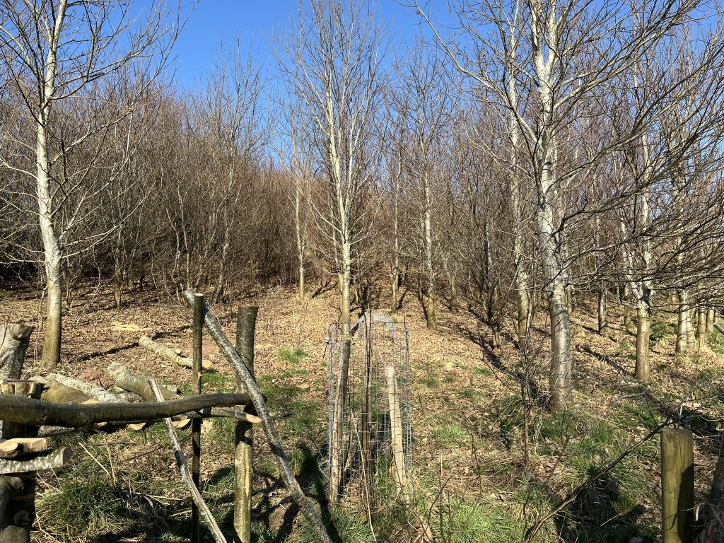 Coppicing demo in area planted with sweet chestnut