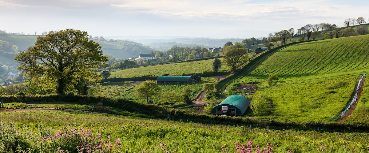 Orchard Organic Farm Eggs (27th May 2021)