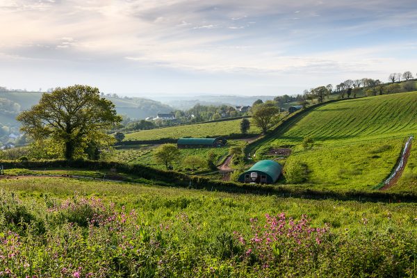 Orchard Organic Farm Eggs (27th May 2021)