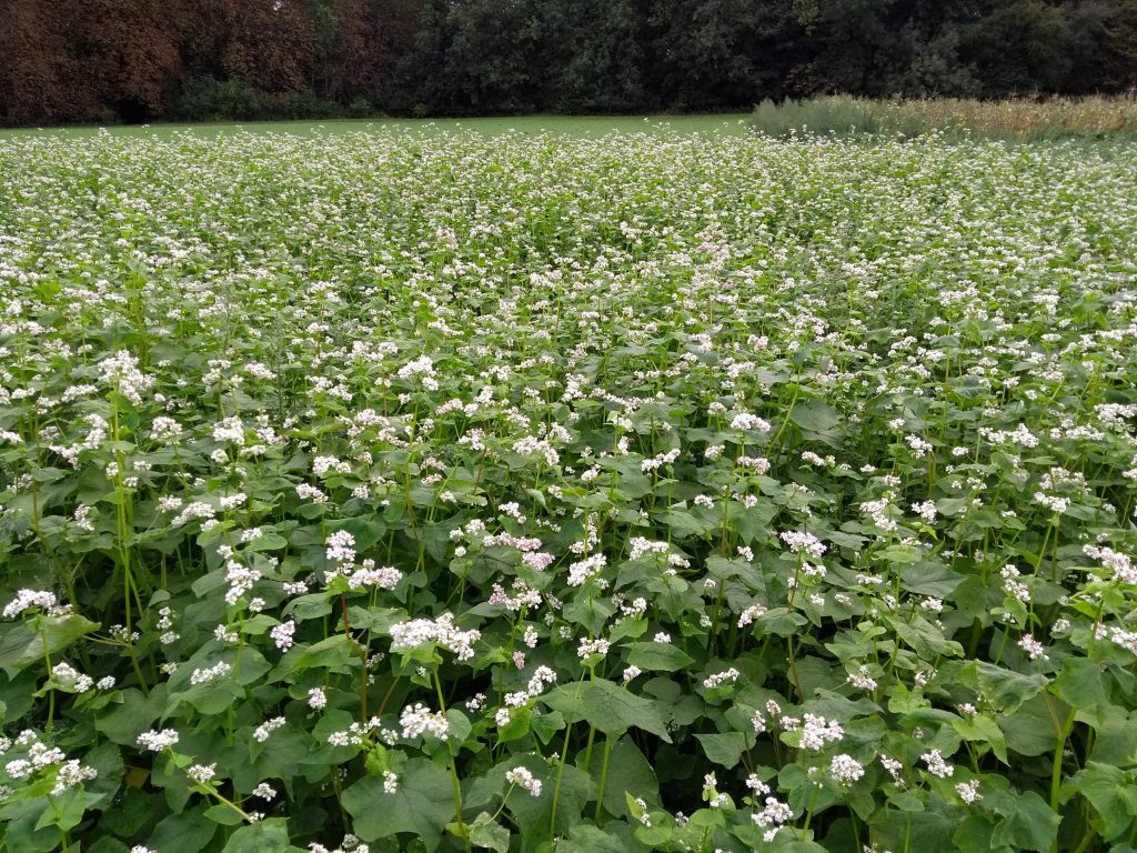Field of buckwheat in flower