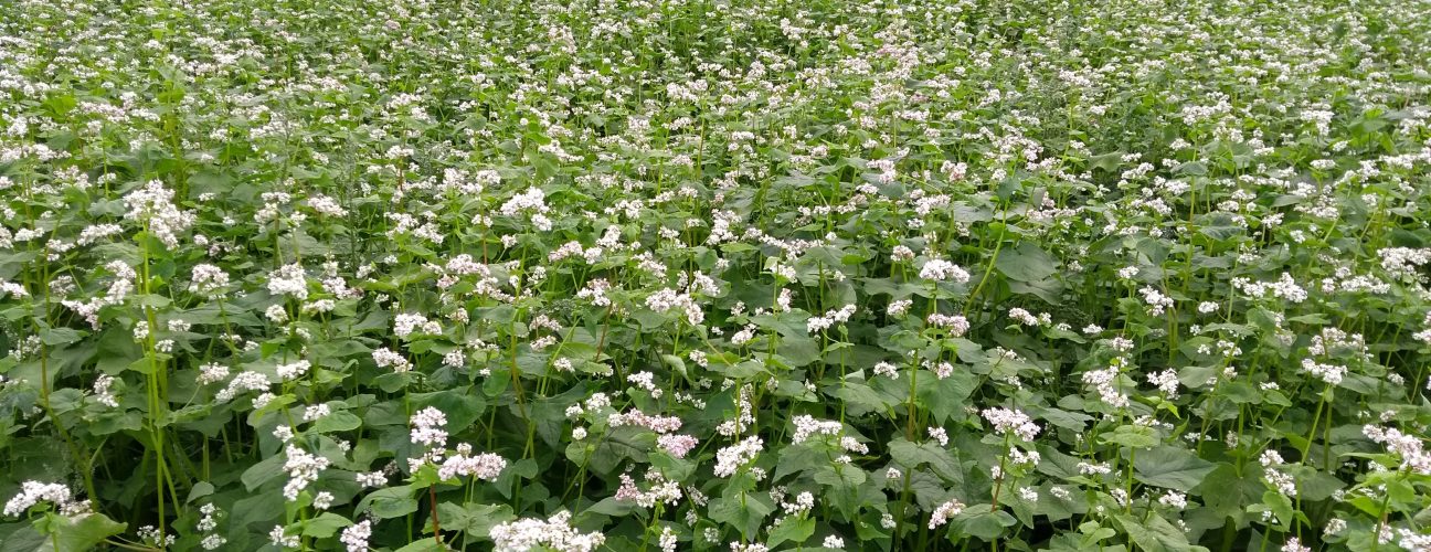 Buckwheat cover crop
