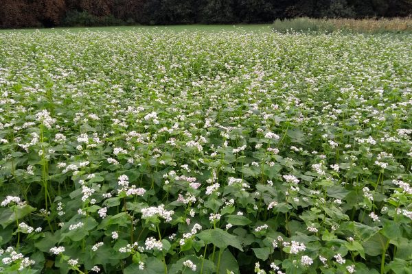 Buckwheat cover crop