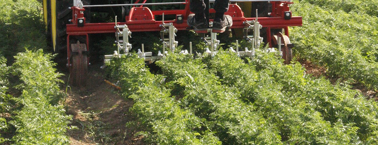 Row weeding in organic carrots. Photo: Phil Sumption