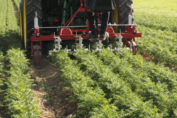 Row weeding in organic carrots. Photo: Phil Sumption