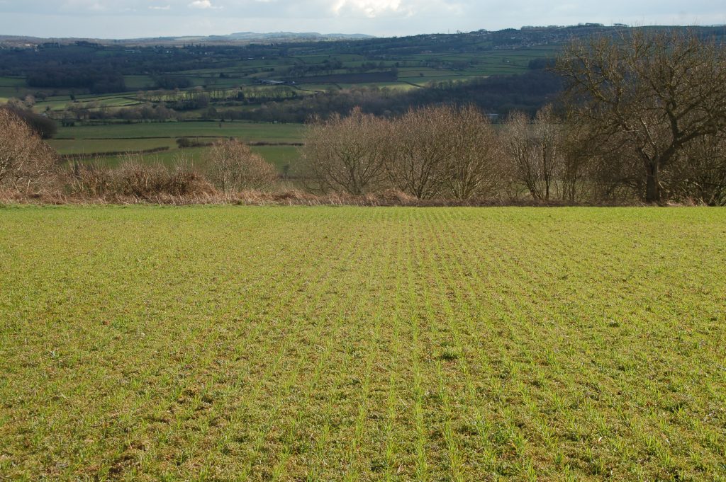 Living mulch field on Denby Hall Farm