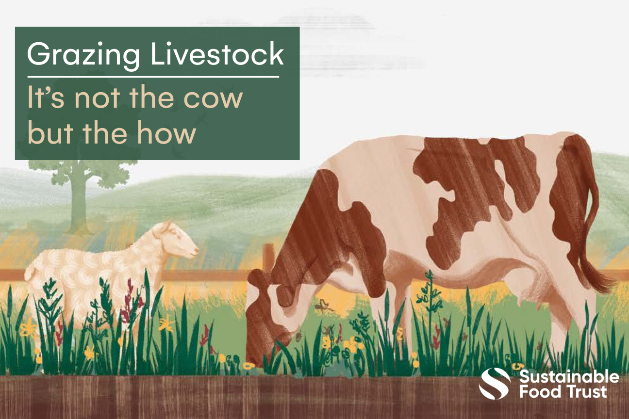 The cover of the SFT Grazing Livestock report featuring a drawing of a cow