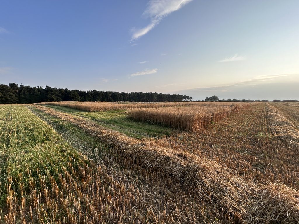 A field with living mulch growing on the Fring Estate