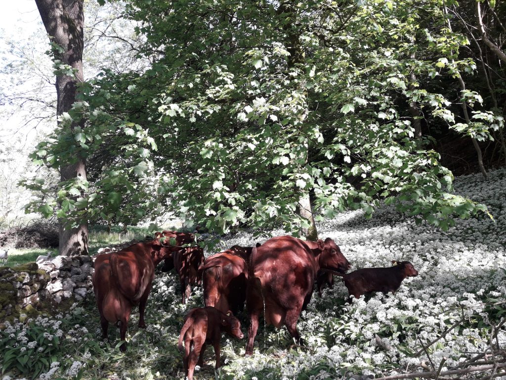 A photo of cows and calves in a woodland 