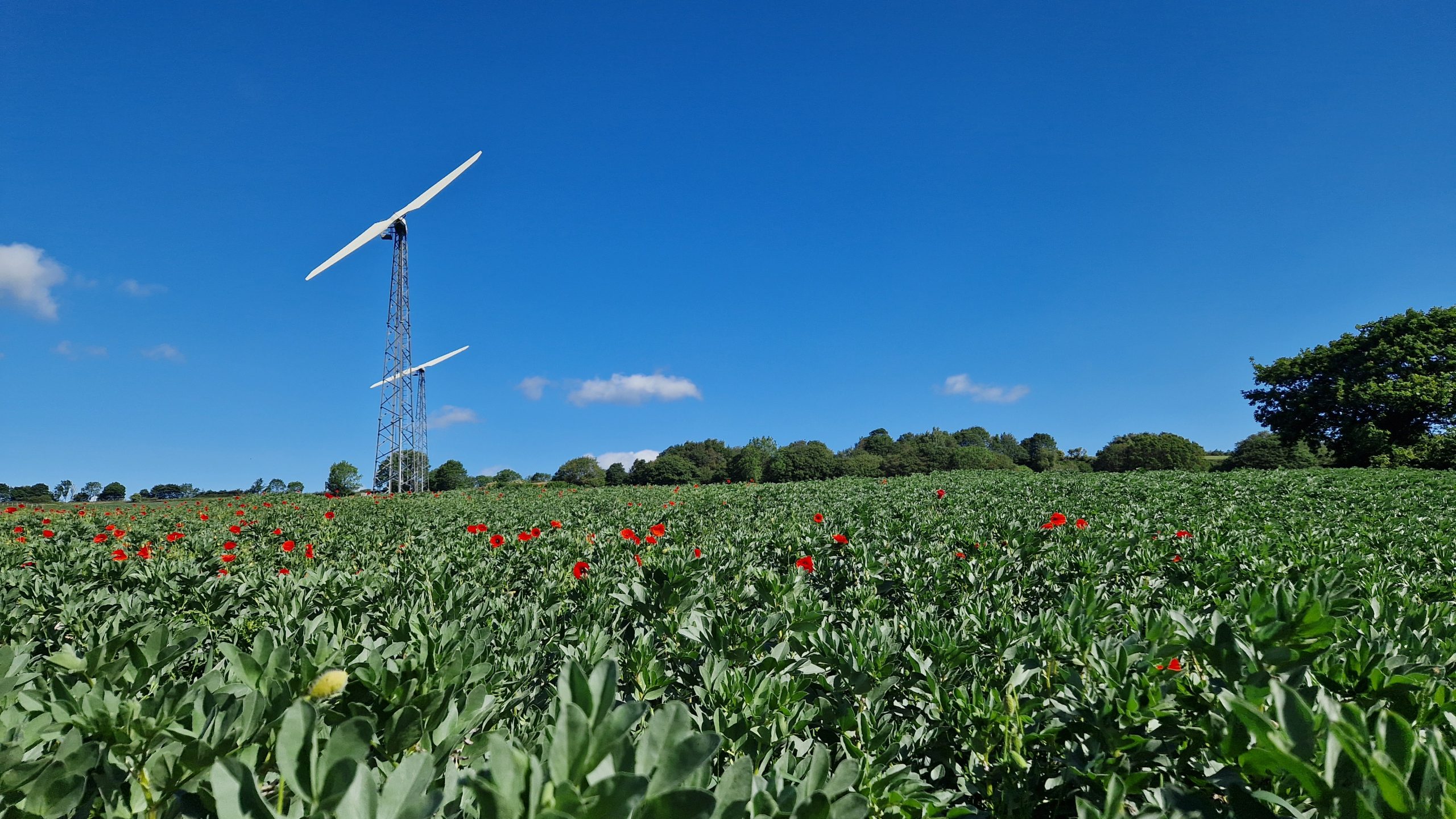 A wind turbine in a field with poppies