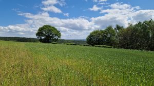 Fraser Farms living mulch field