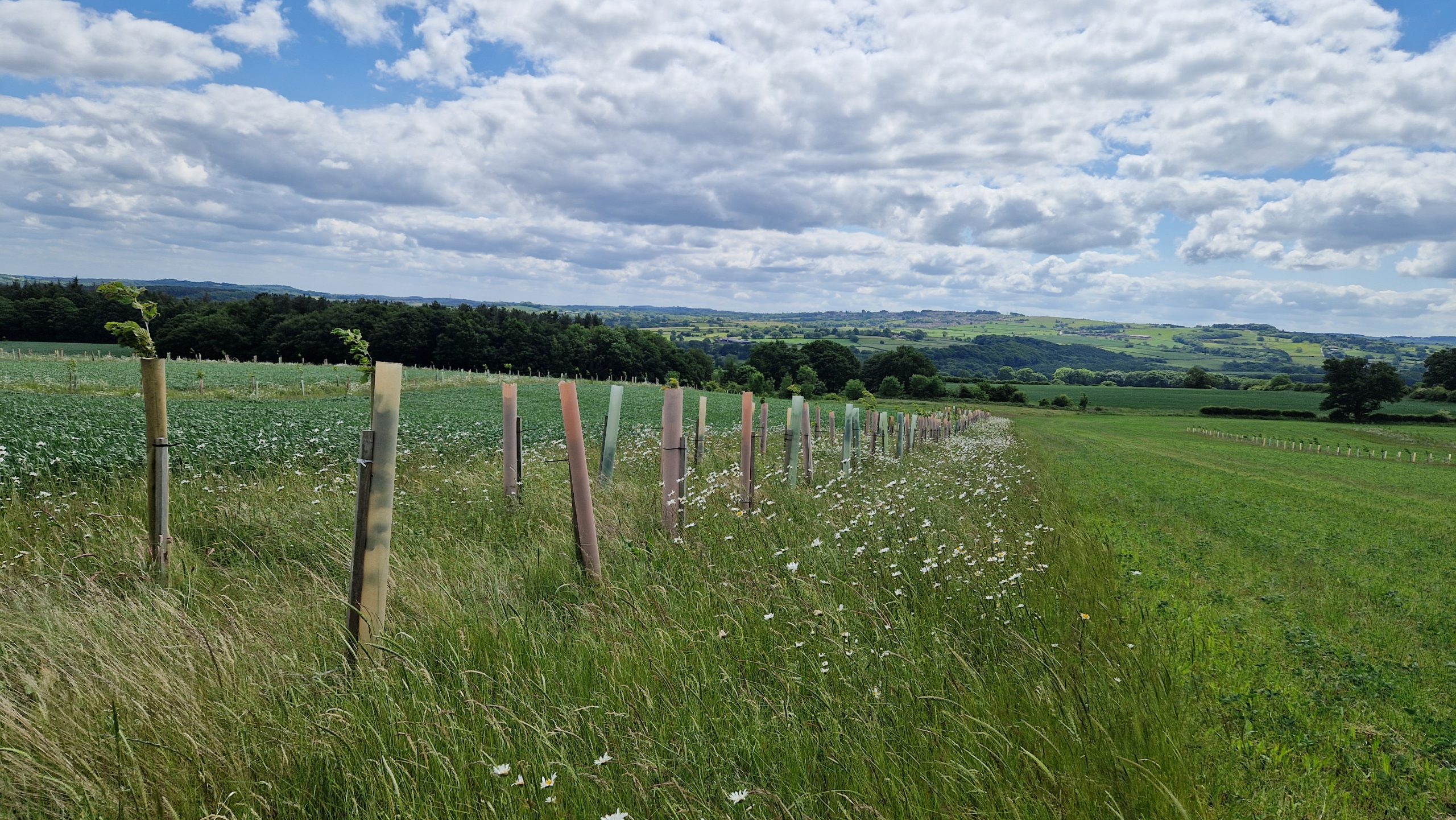 A field with small trees in a row