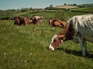 Cows enjoying species-rich ley