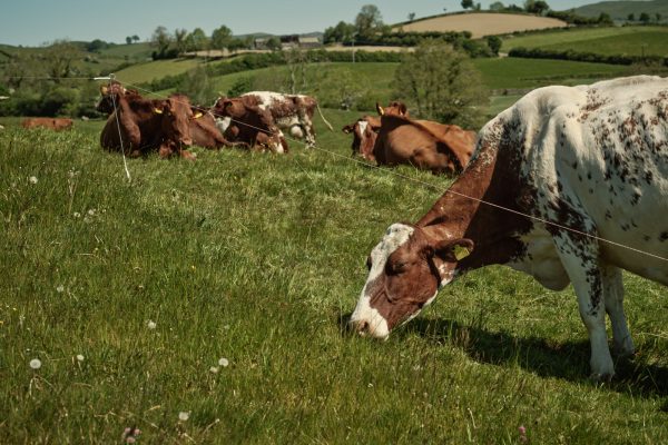 Cows enjoying species-rich ley