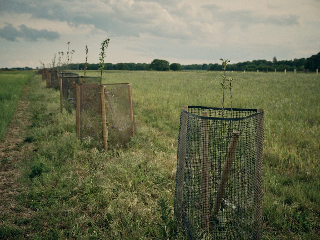 Fruit and nut trees growing in the silvoarable field at Hall Farm