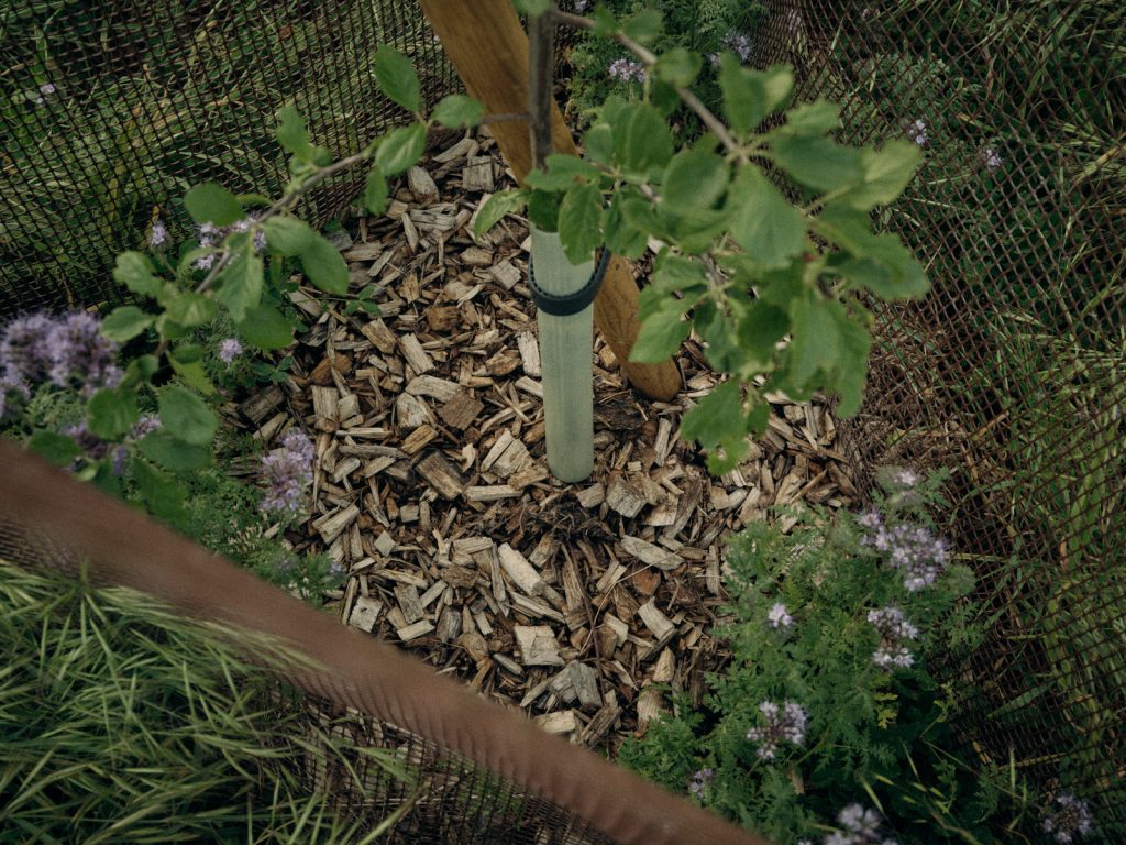 Willow woodchip around base on Hall Farm 