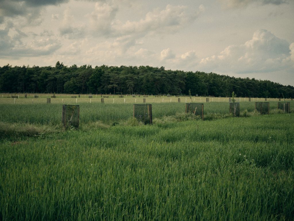 The silvoarable field with wooded area beyond
