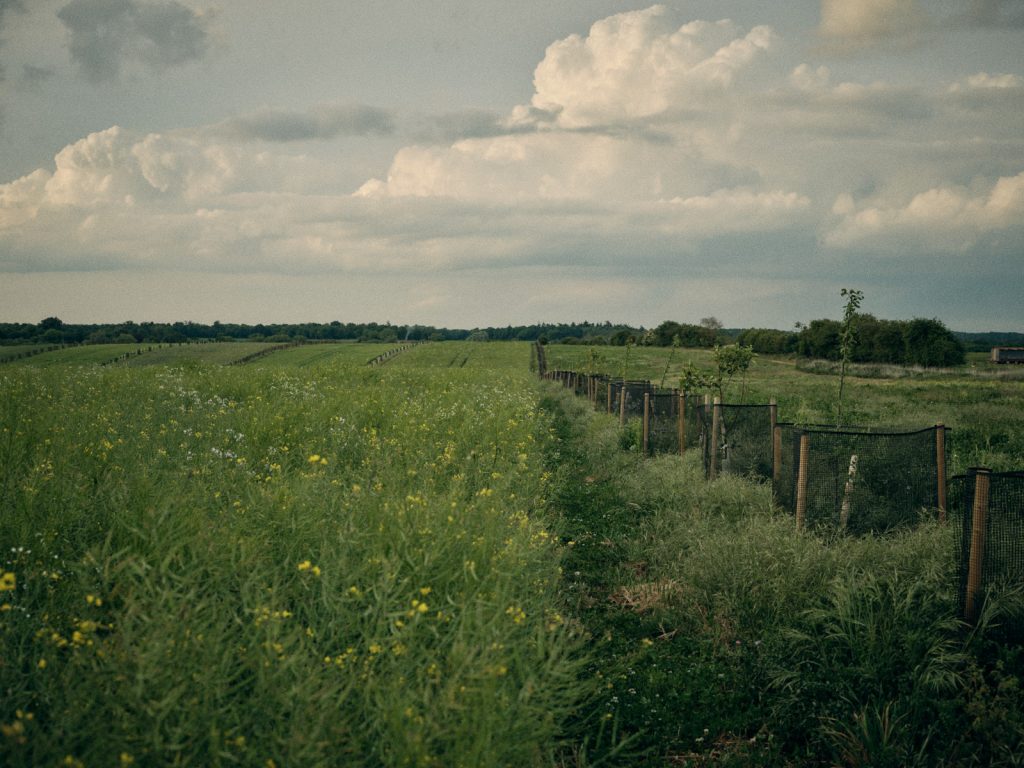 Oilseed rape